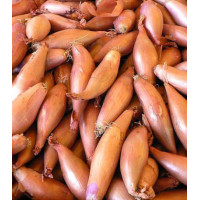 Лук шалот Деликатес