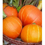 Земляника Вкуснятина F1 Земляника Вкуснятина F1