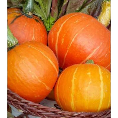 Земляника Вкуснятина F1