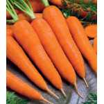 Морковь Королева осени Морковь Королева осени