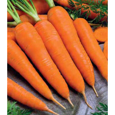 Морковь Королева осени