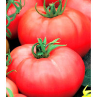 Томат Алтайский богатырь