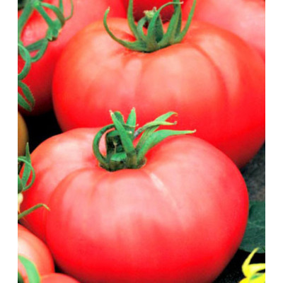 Томат Алтайский богатырь