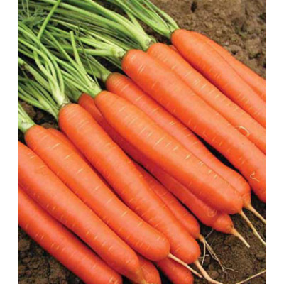 Морковь Красный великан