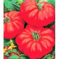 Томат Веселый сосед