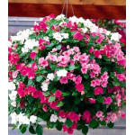 Бальзамин ново-гвинейский Дивайн Мистик F1 Бальзамин ново-гвинейский Дивайн Мистик F1