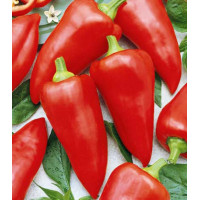 Перец сладкий Факир