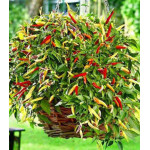 Перец кустарниковый Корзина пламени F1 Перец кустарниковый Корзина пламени F1