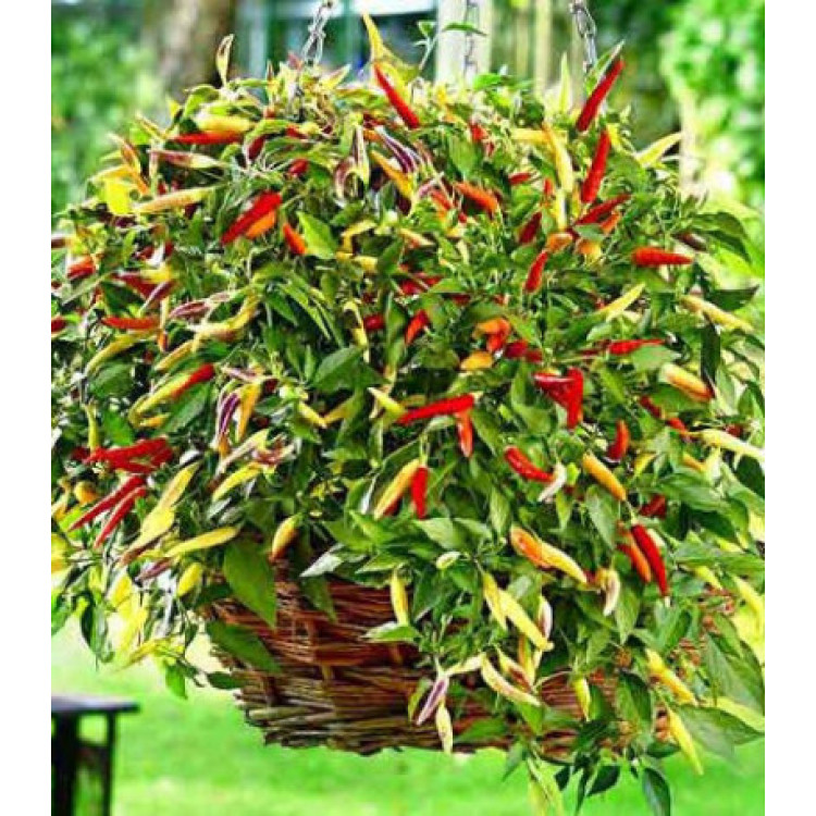 Перец кустарниковый Корзина пламени F1 Перец кустарниковый Корзина пламени F1