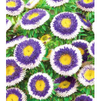 Астра помпонная Голубая луна