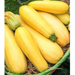 Кабачок Северный вариант Кабачок Северный вариант