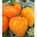 Томат Алтайский мёд Томат Алтайский мёд