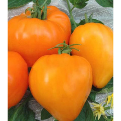 Томат Алтайский мёд