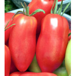 Томат Сибирский гроздевой Томат Сибирский гроздевой