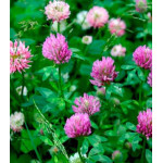 Клевер розовый Клевер розовый