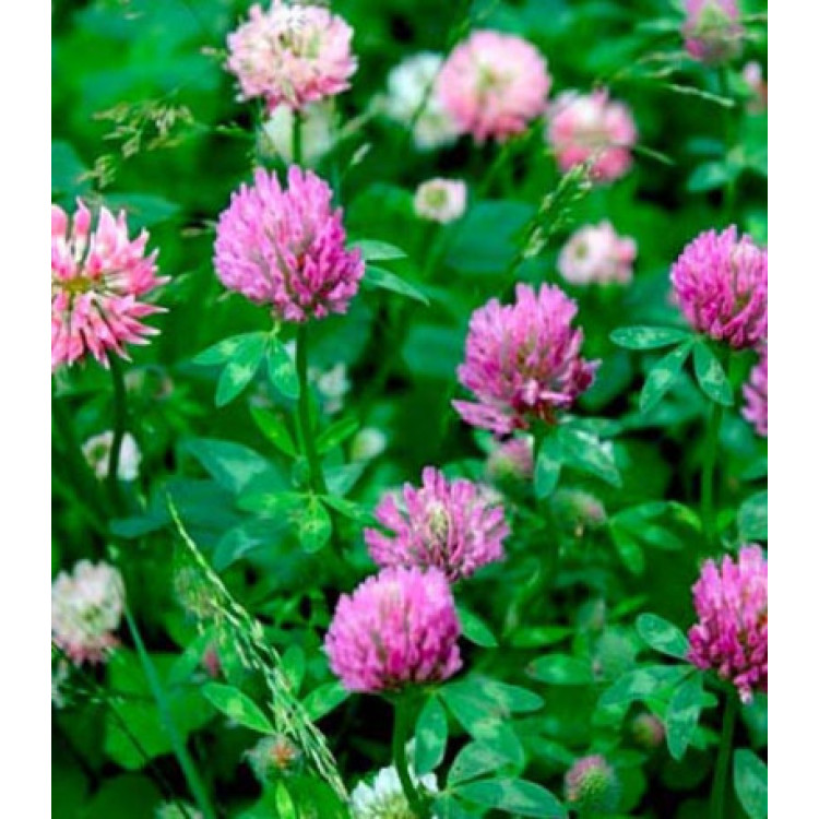 Клевер розовый Клевер розовый