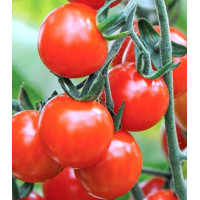 Томат-дерево Спрут Черри F1