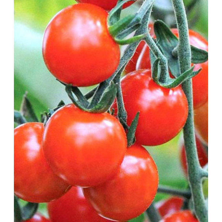 Томат-дерево Спрут Черри F1 Томат-дерево Спрут Черри F1