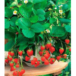 Земляника каскадная Щедрая Земляника каскадная Щедрая