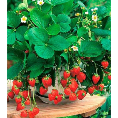 Земляника каскадная Щедрая