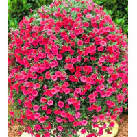 Петуния суперкаскадная Прилив розовый F1