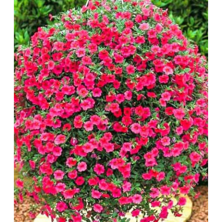 Петуния суперкаскадная Прилив розовый F1 Петуния суперкаскадная Прилив розовый F1