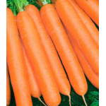 Морковь Балтимор F1 Морковь Балтимор F1
