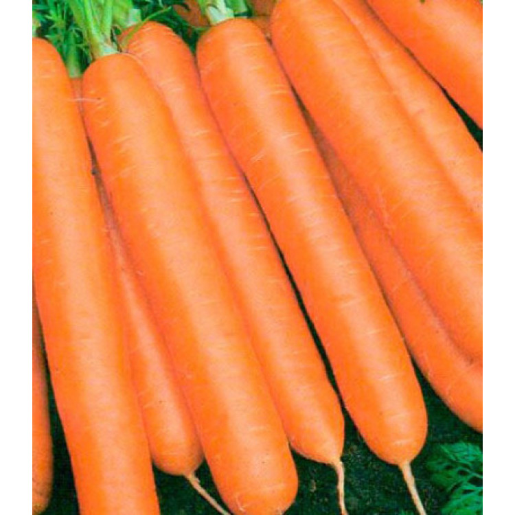 Морковь Балтимор F1 Морковь Балтимор F1