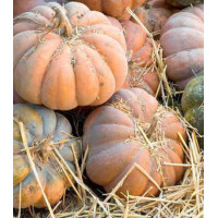 Тыква Мускат де Прованс