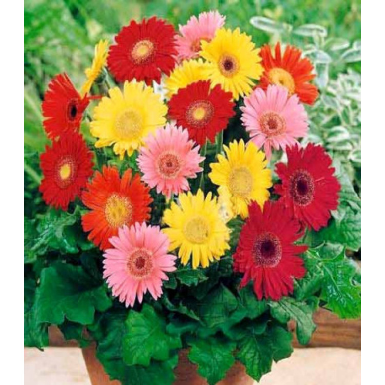 Гербера Фестиваль Мини Гербера Фестиваль Мини