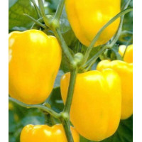 Перец сладкий Иволга