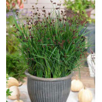 Ситник мечелистный Стархеад Ситник мечелистный Стархеад