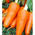 Морковь Ред Кор Морковь Ред Кор