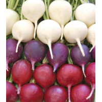 Редис Весенний триколор