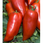 Томат Бананза Томат Бананза