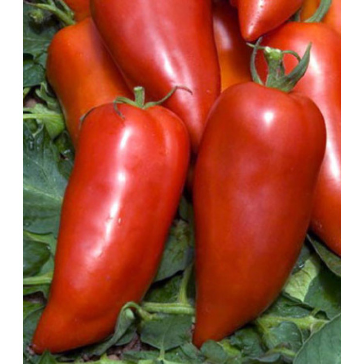 Томат Бананза Томат Бананза