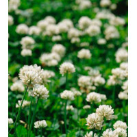 Клевер белый