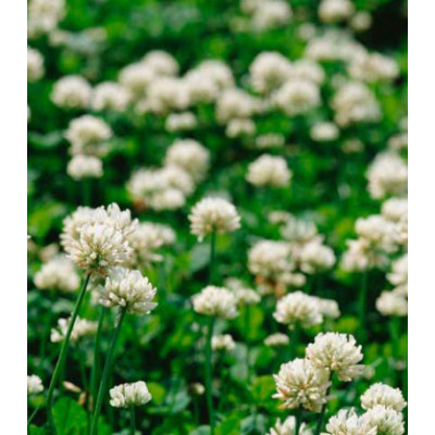 Клевер белый