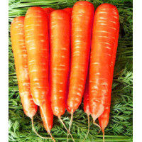 Морковь Карамель красная