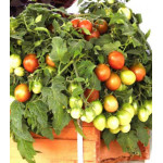 Томат ампельный Тамблинг Тайгер F1 Томат ампельный Тамблинг Тайгер F1