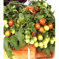 Томат ампельный Тамблинг Тайгер F1