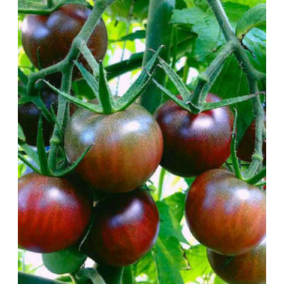 Томат Сладкая гроздь шоколадная