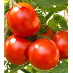 Томат Метелица Томат Метелица