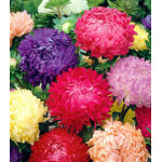 Астра Королевский размер Астра Королевский размер