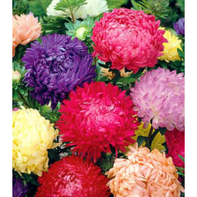 Астра Королевский размер