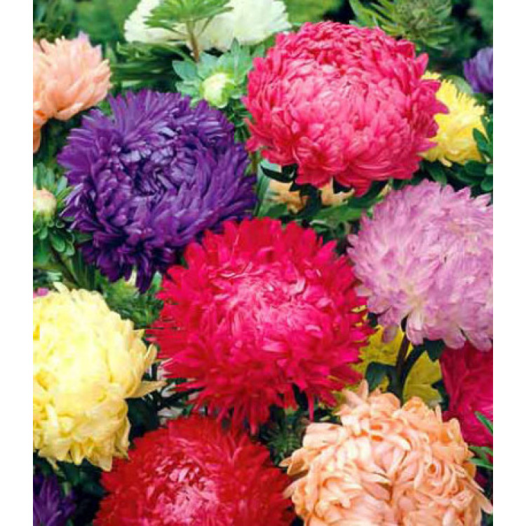 Астра Королевский размер Астра Королевский размер