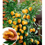 Пепино (дынная груша) Рамзес Пепино (дынная груша) Рамзес