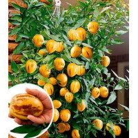 Пепино (дынная груша) Рамзес