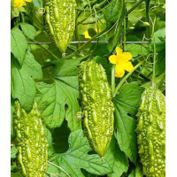 Момордика Дракоша