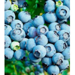 Голубика Канадская черника Голубика Канадская черника